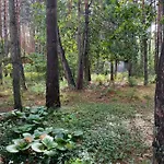 Przytulny W Lesie Blisko Rzeki